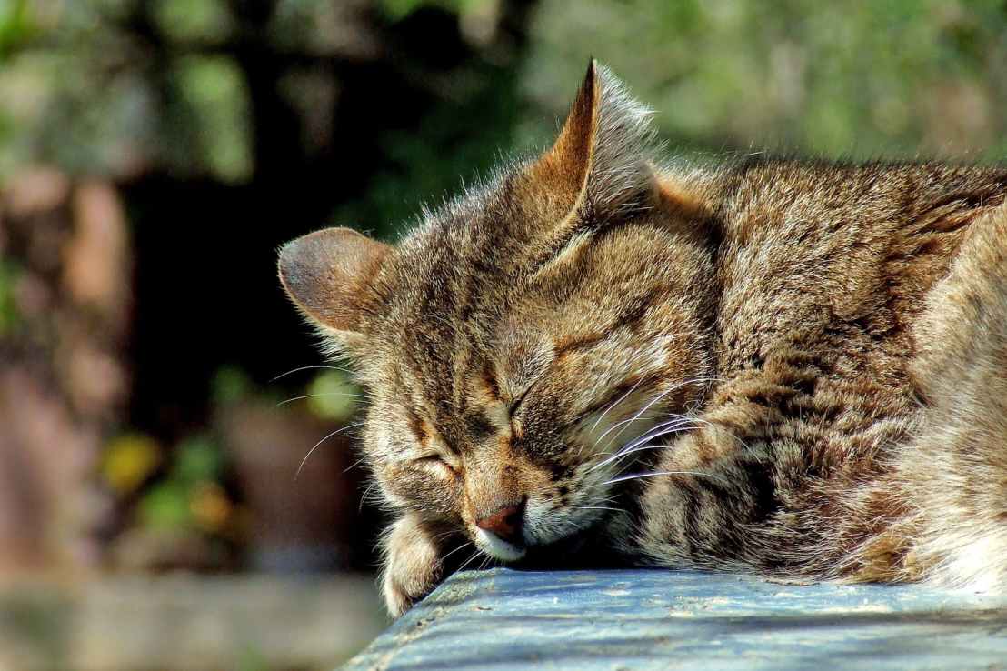 cat-sleeping-garden-domestic-40012.jpeg
